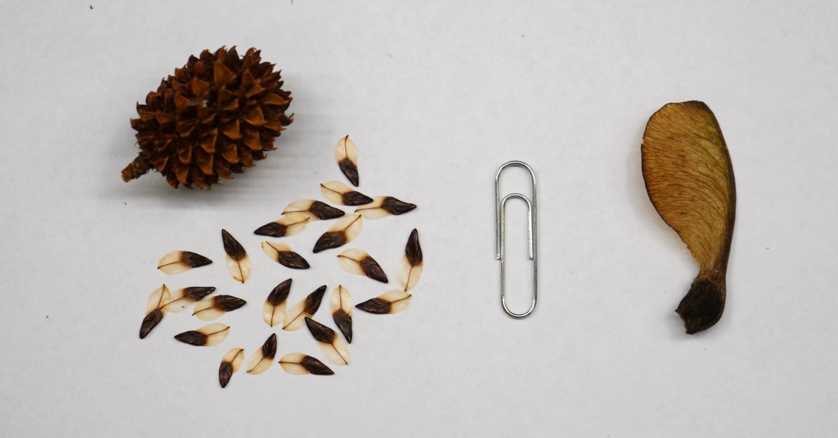 A maple seed and casuarina seedpod and seeds are laid out on a table. A paperclip is next to them for size comparison. The casuarina seedpod is spiny, wooden, round, and about as long as the paperclip. Its seeds are wing-shaped, and about 1/4th the length of the paperclip. The maple seed resembles an insect wing that tapers to a round seed. It’s a little longer than the paperclip.