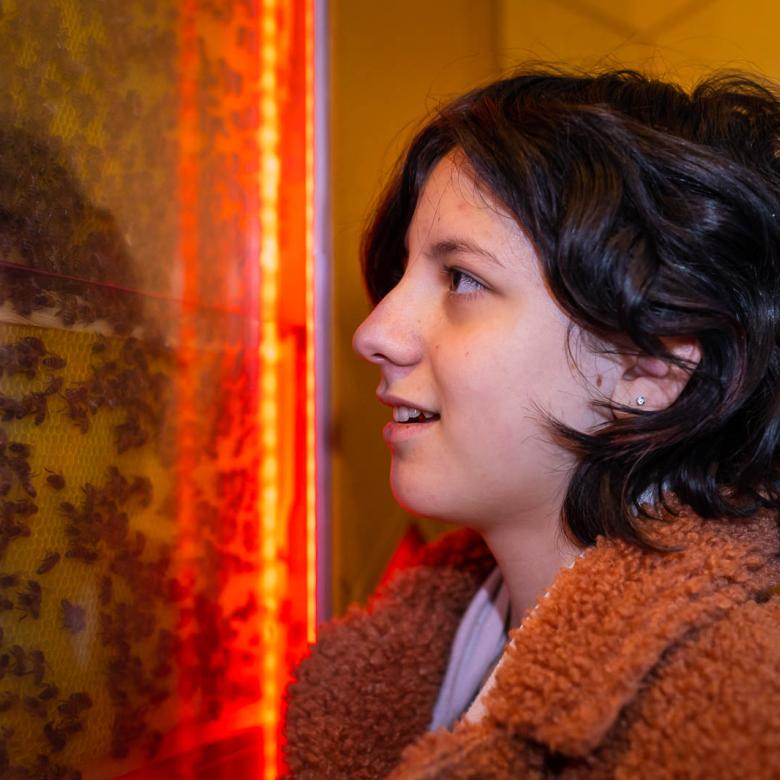 A child observes bees in a hive