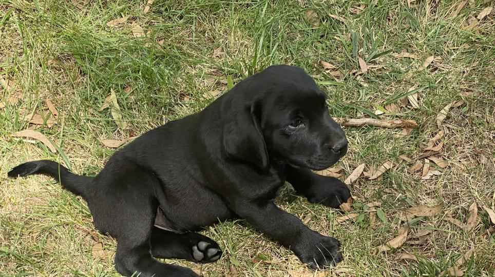 A puppy named Arthur sitting on grass