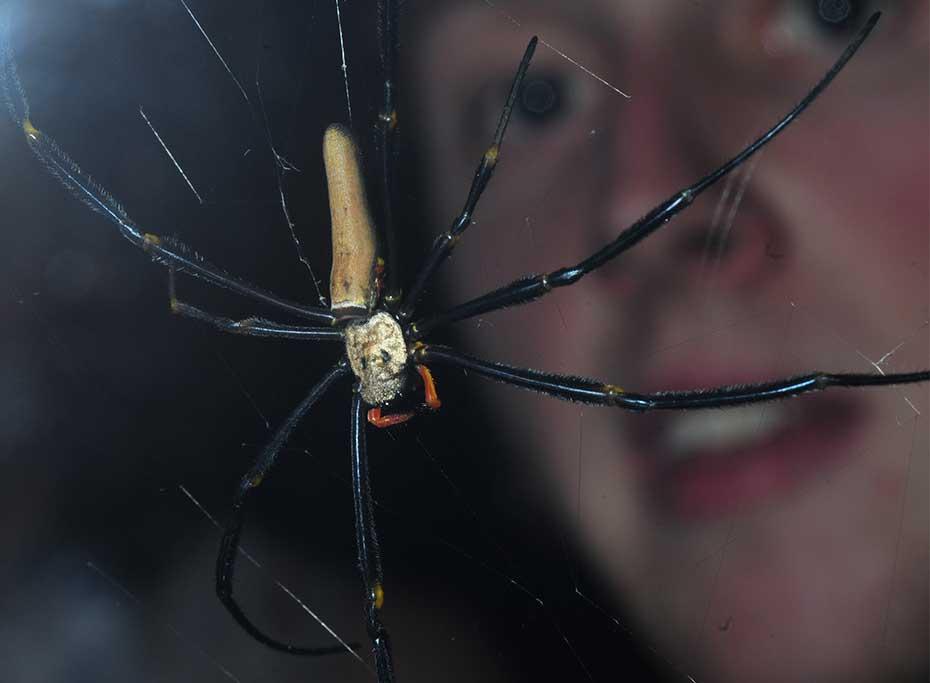 Lachlan-and-Nephila-pilipes-L.jpg