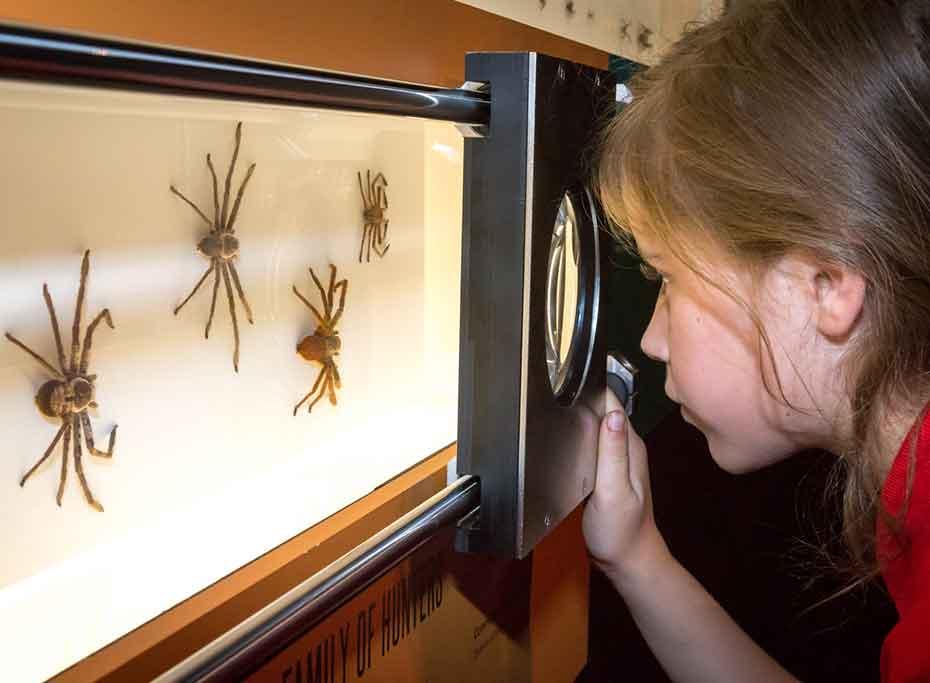 Spiders - The Australian Museum